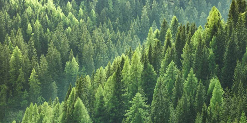 a forest filled with evergreen trees to represent evergreen content