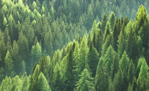 a forest filled with evergreen trees to represent evergreen content
