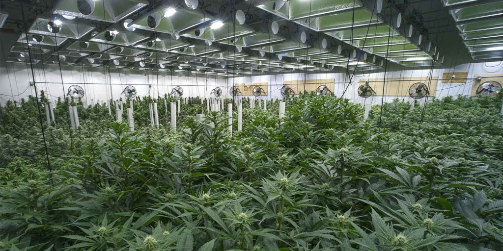 a cannabis dispensary that is utilizing a dispensary marketing plan to grow their sales