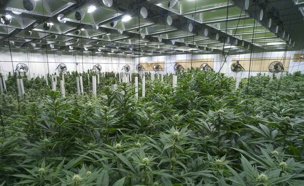 a cannabis dispensary that is utilizing a dispensary marketing plan to grow their sales