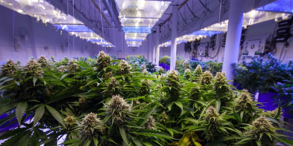 a cannabis dispensary that has grown in popularity due to a dispensary marketing campaign