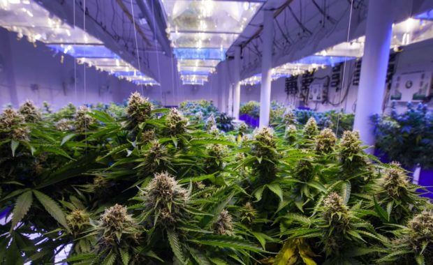 a cannabis dispensary that has grown in popularity due to a dispensary marketing campaign