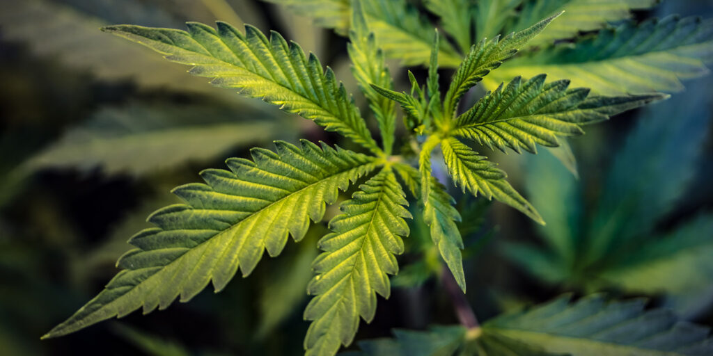 cannabis leaf that is being sold at a cannabis dispensary with marketing