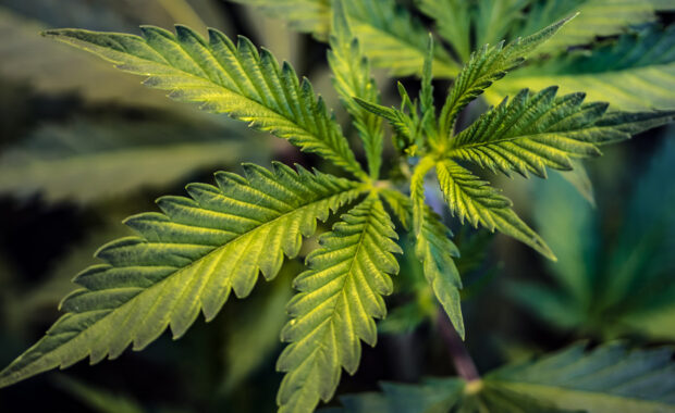 cannabis leaf that is being sold at a cannabis dispensary with marketing
