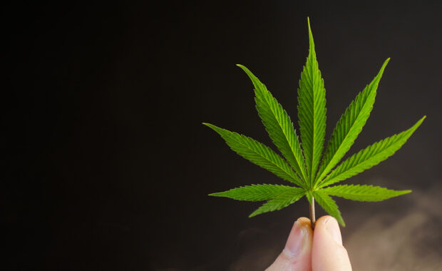 dispensary marketing showing a cannabis plant