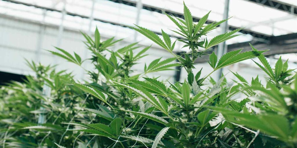 cannabis dispensary that has a responsive website