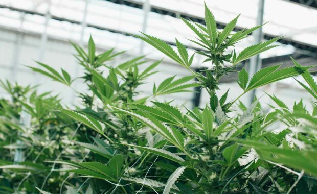 cannabis dispensary that has a responsive website