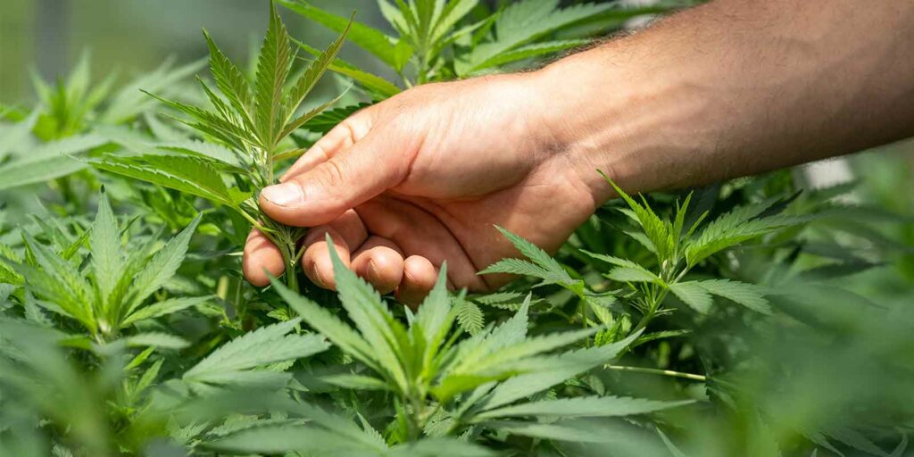man working t dispensary touching cannabis plant