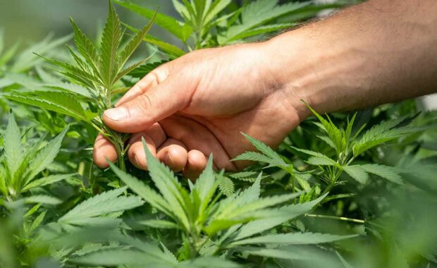 man working t dispensary touching cannabis plant