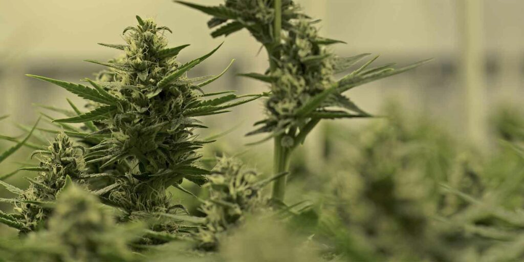 Dispensaries working with SEO