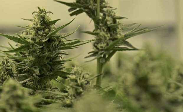 Dispensaries working with SEO