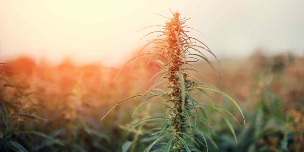 cannabis plant growing for a dispensary that has a dispensary marketing plan