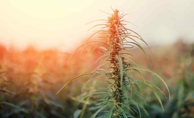 cannabis plant growing for a dispensary that has a dispensary marketing plan