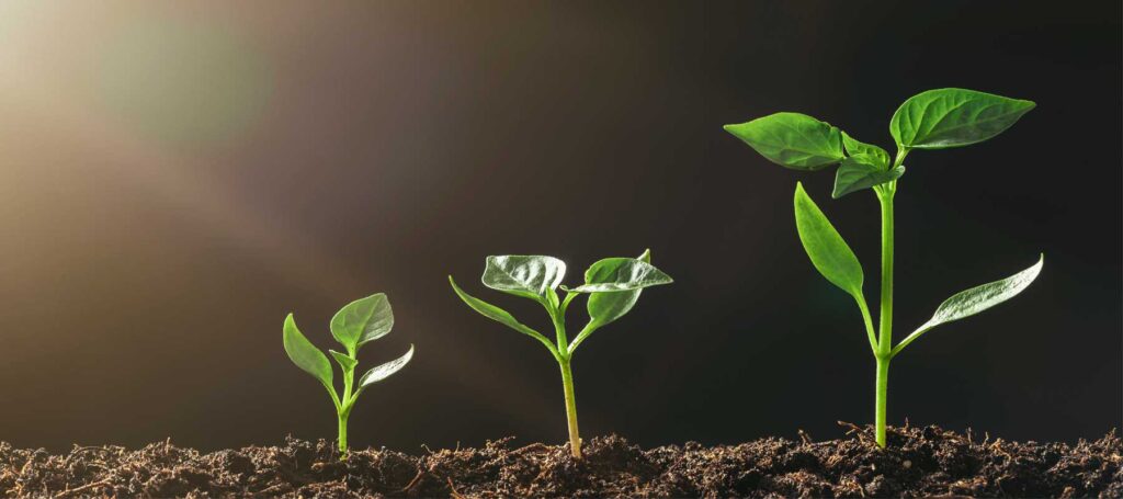 A tiny sapling growing