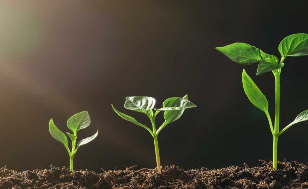 A tiny sapling growing